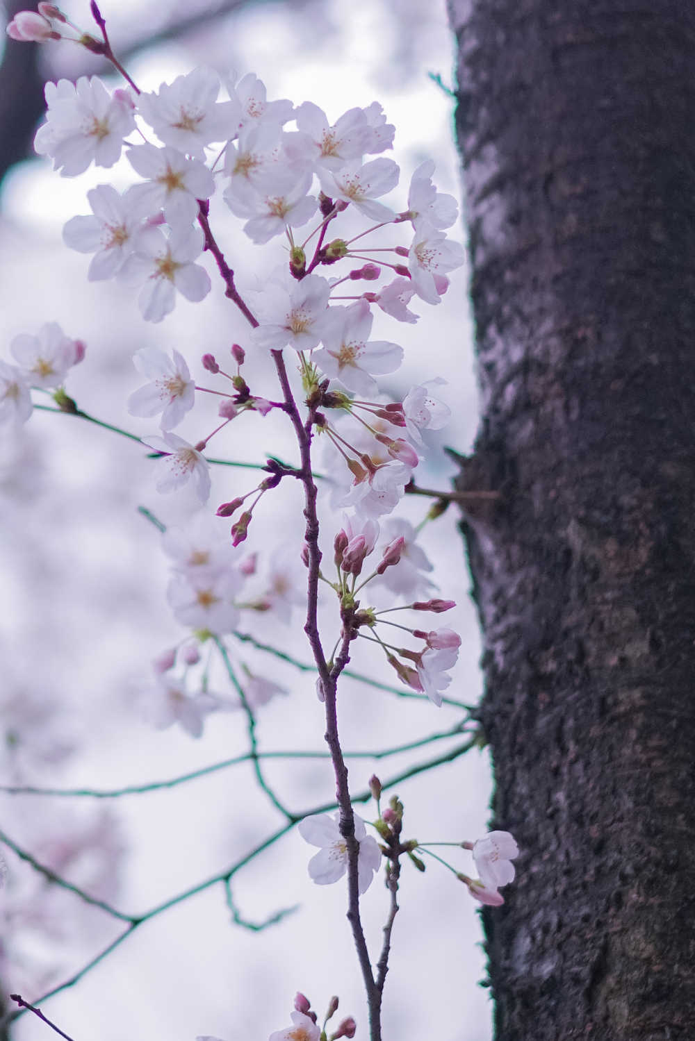 樱花季