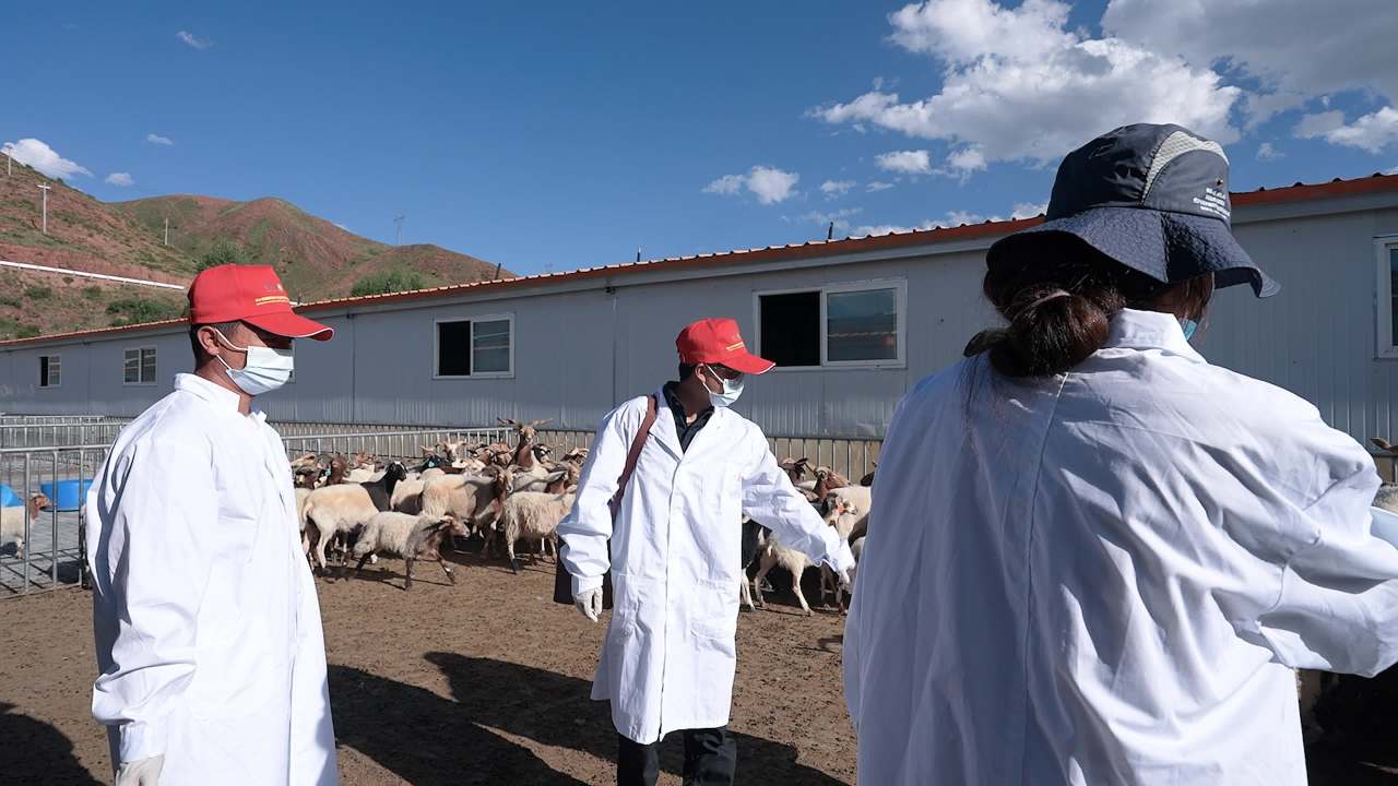 兽医团队给羊群做防疫