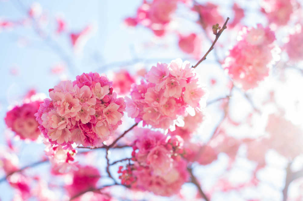 樱花绽放