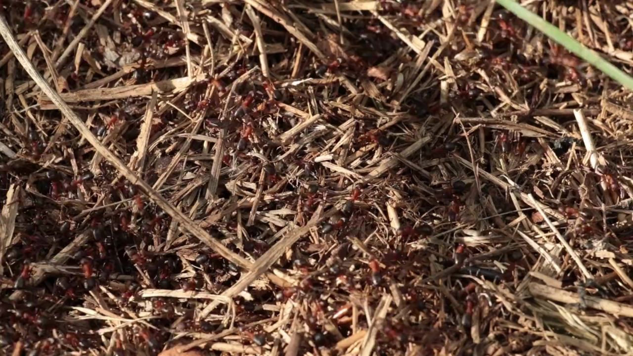蚂蚁昆虫运行蚁