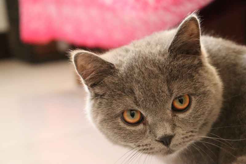 蓝猫自拍 6