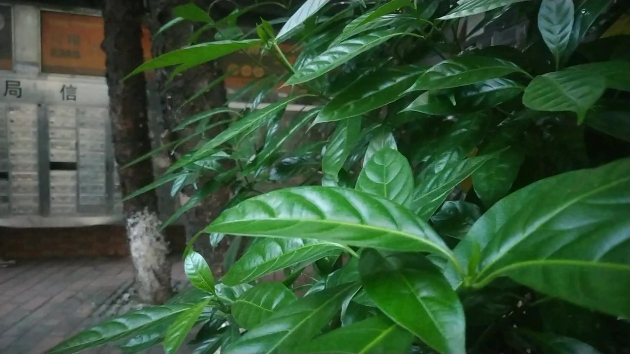 微风中的狗牙花绿叶