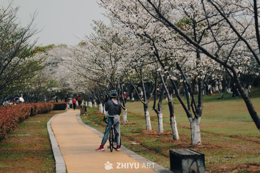 樱花小径骑行记