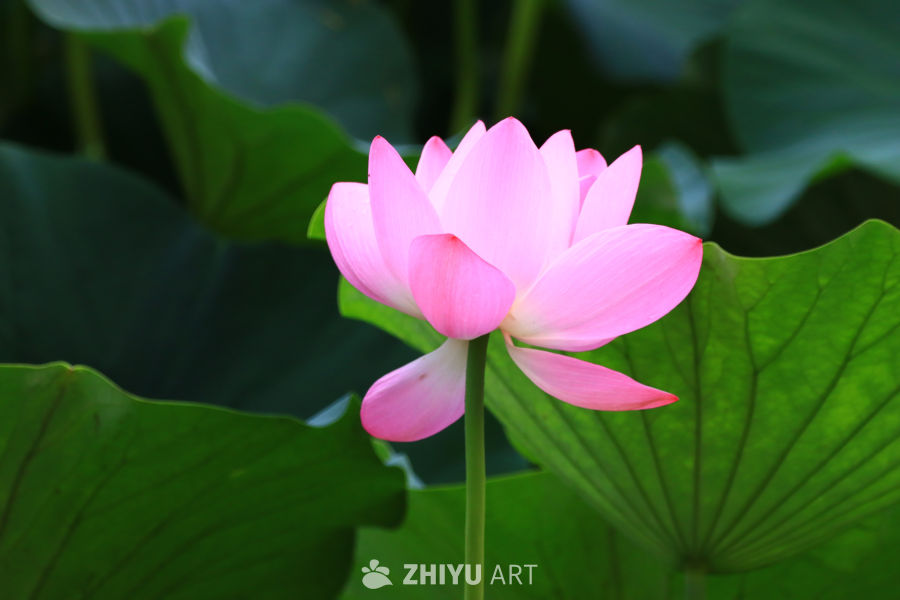 盛夏荷花 287