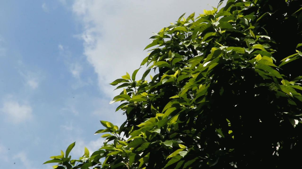 白兰树顶飘过的白云2
