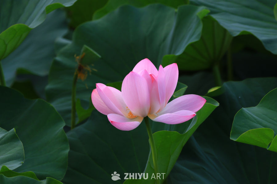 盛夏荷花 199
