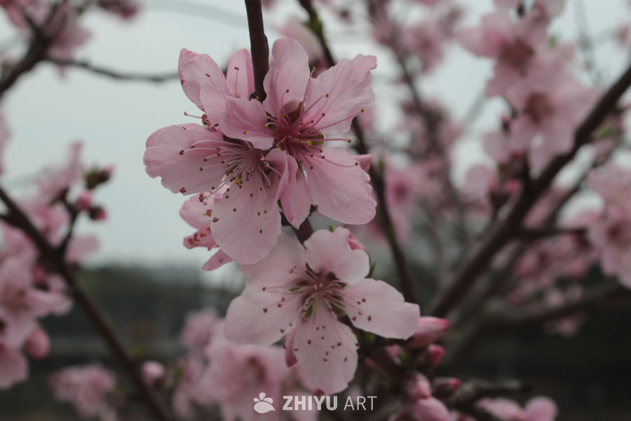 春日桃花盛开