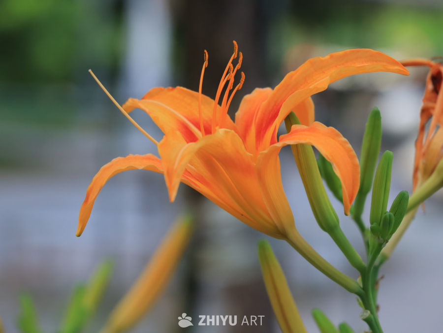 夏日里生机勃勃的萱草花