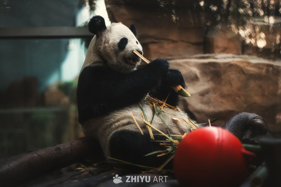 国宝大熊猫阳浜 