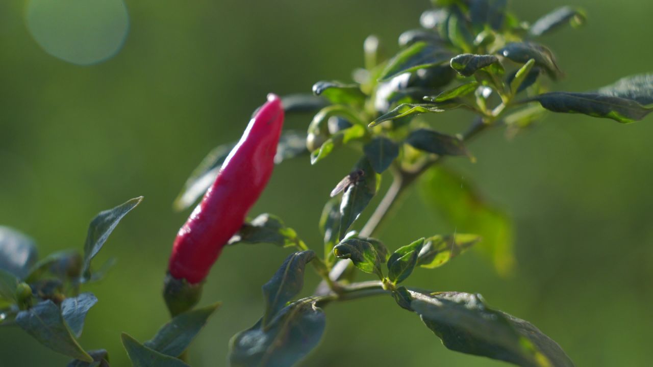 芫荽菠菜葱花辣椒 5
