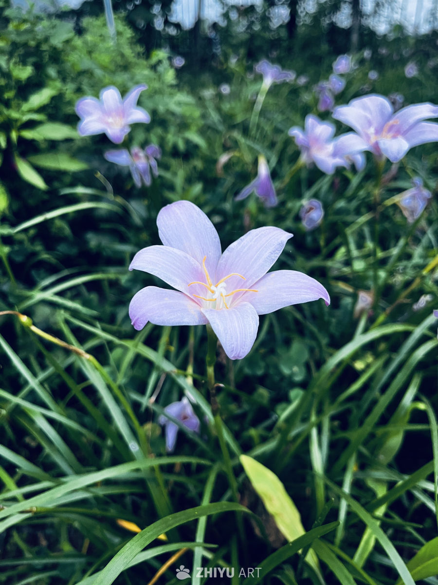 雨后紫色花海
