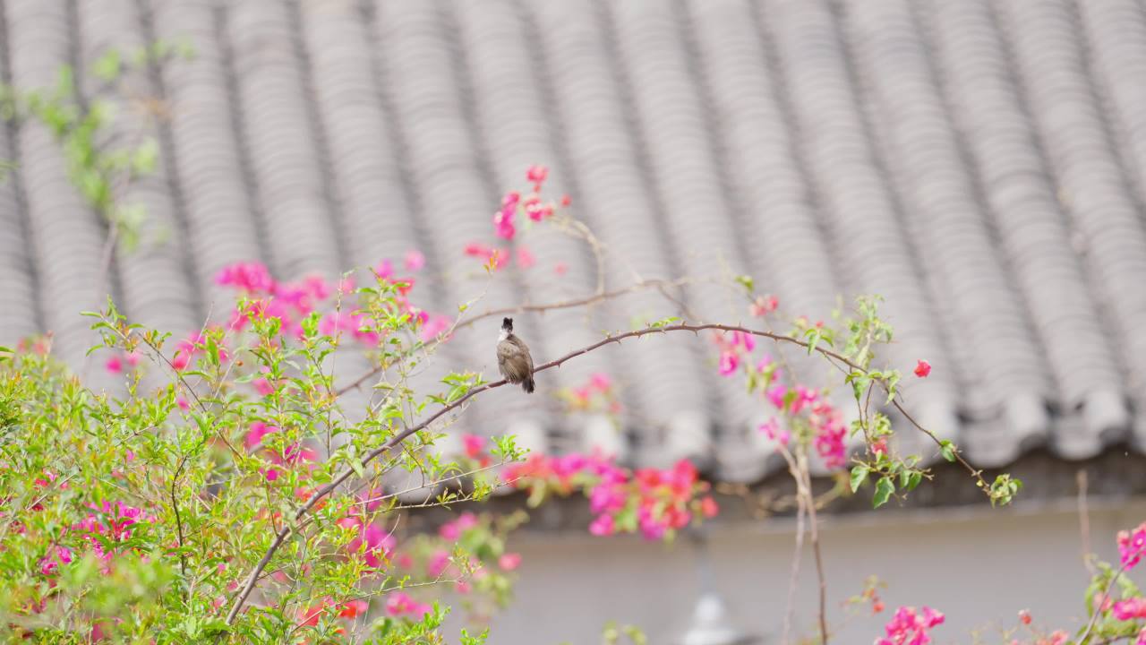 小鸟站在枝头随风摇曳