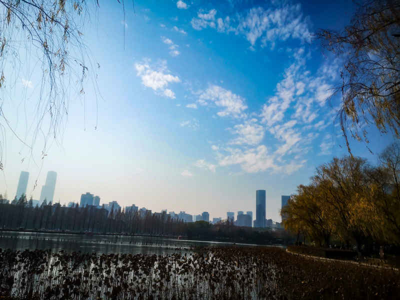 蓝天下秋天枯黄树叶植物摄影图  
