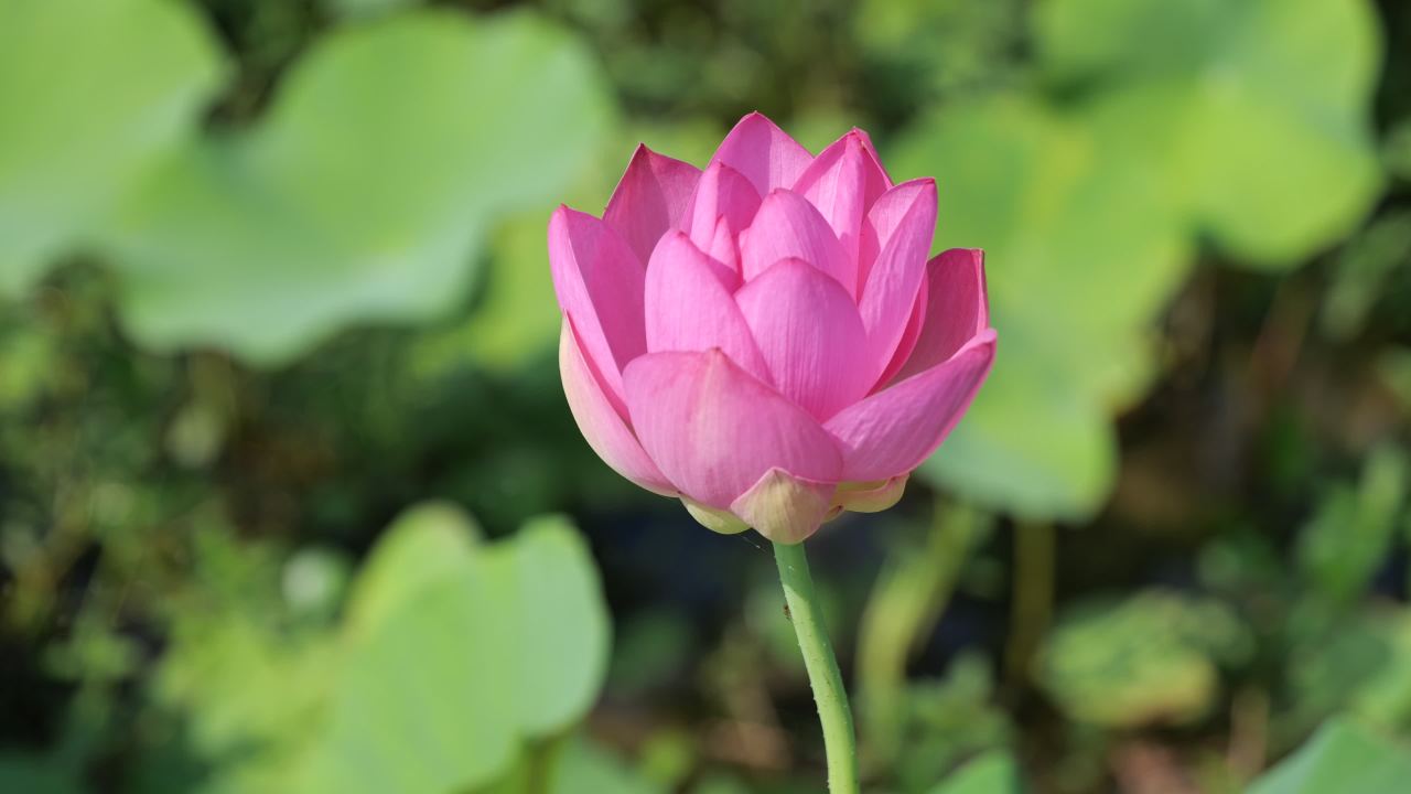 荷花（二） 45
