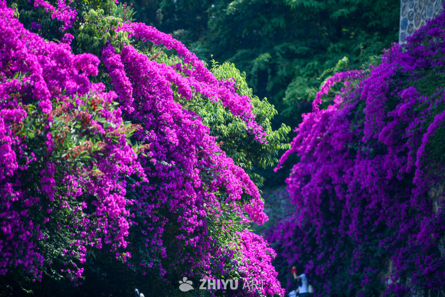 三角梅花开 11