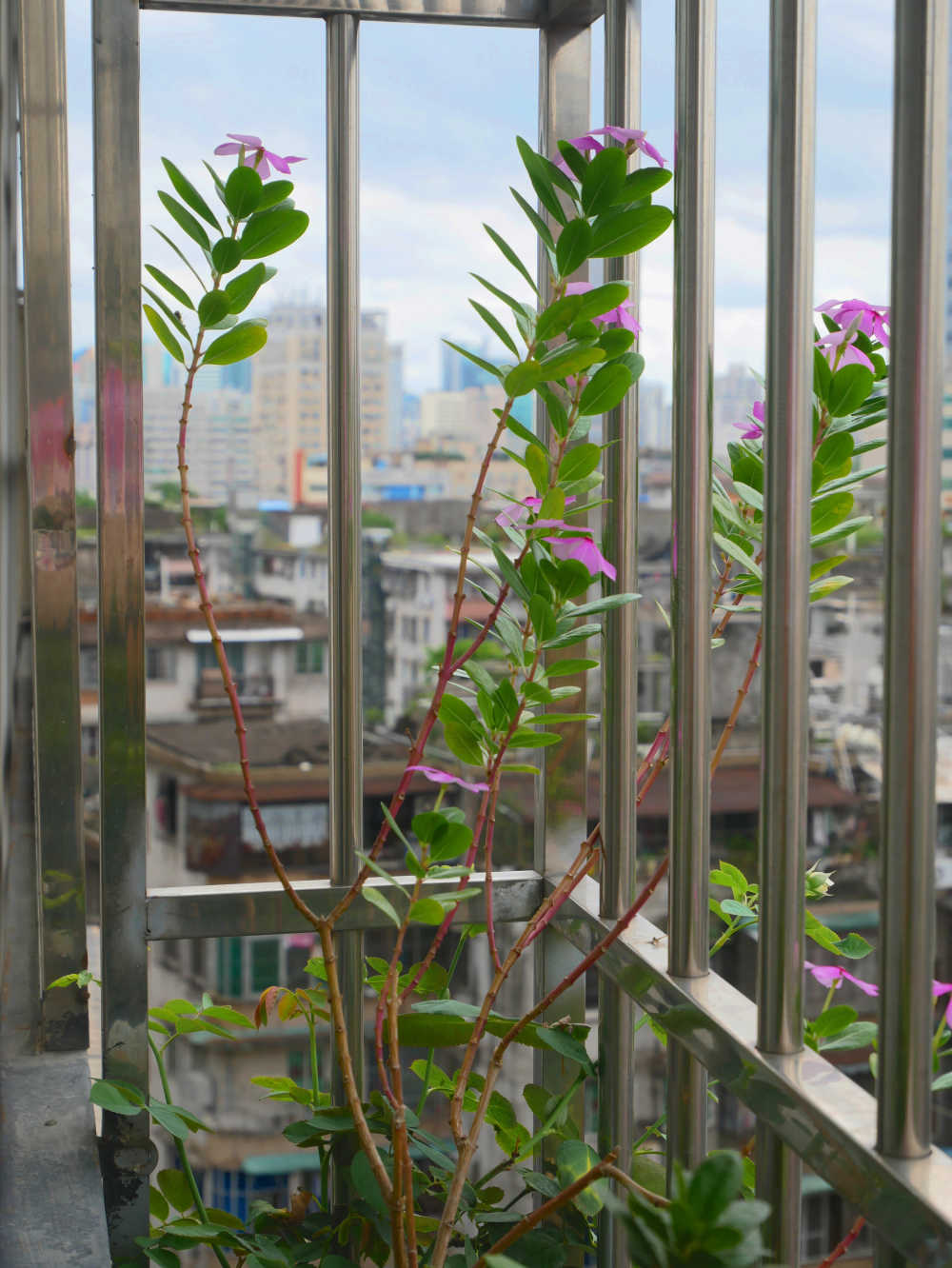 阳台的长春花