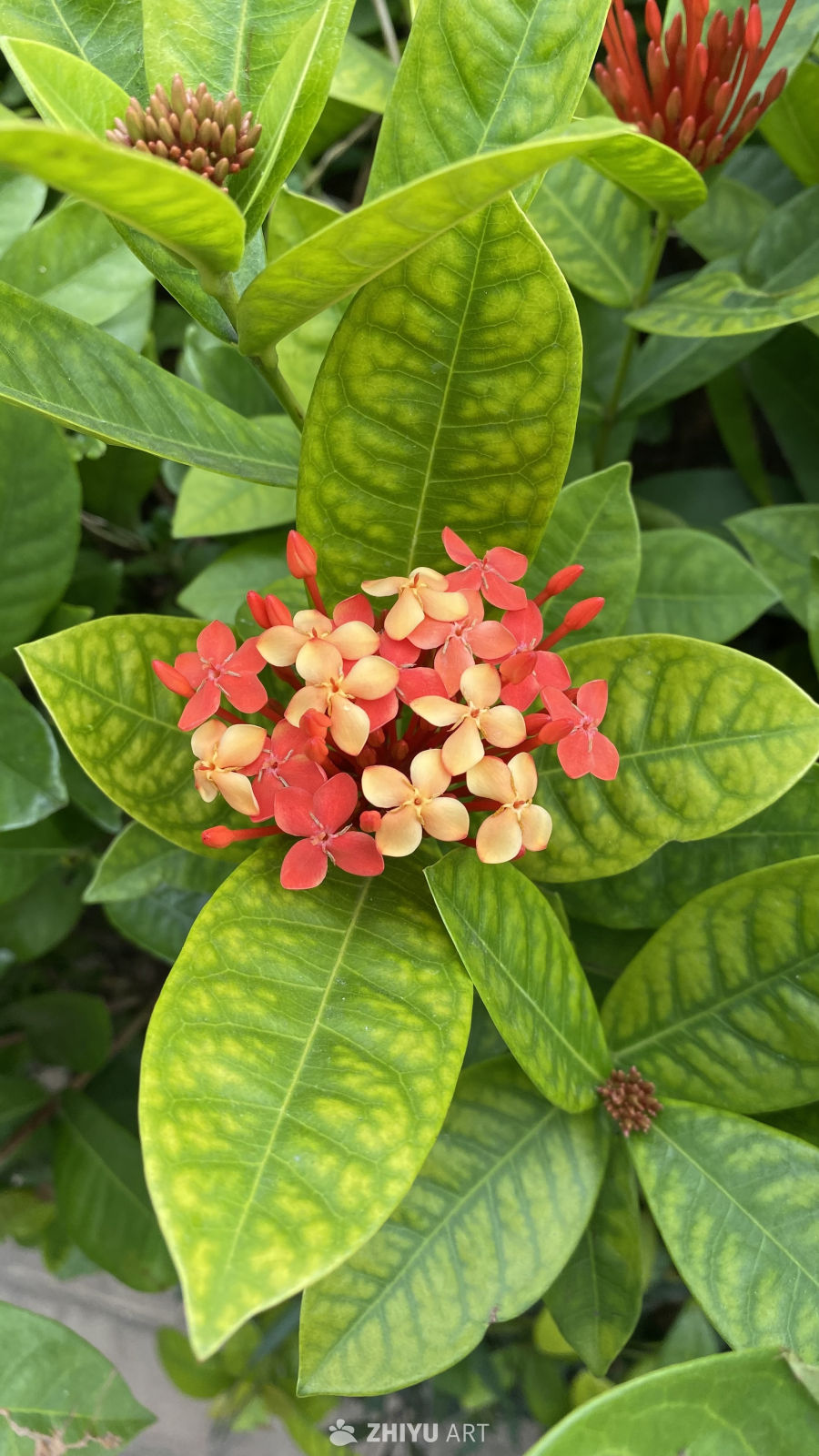 红黄龙船花与绿叶