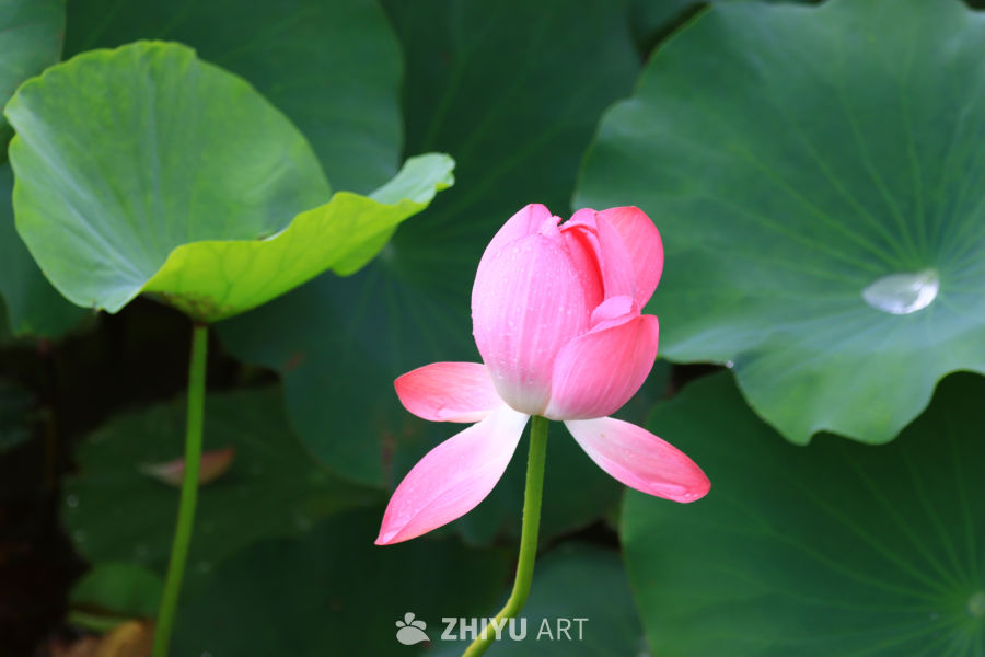 盛夏荷花 72