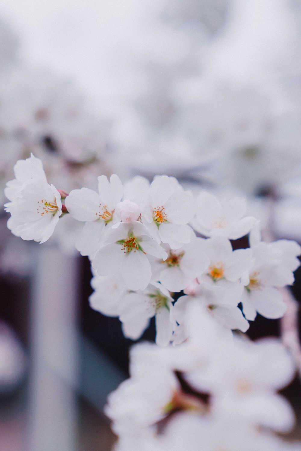 樱花季