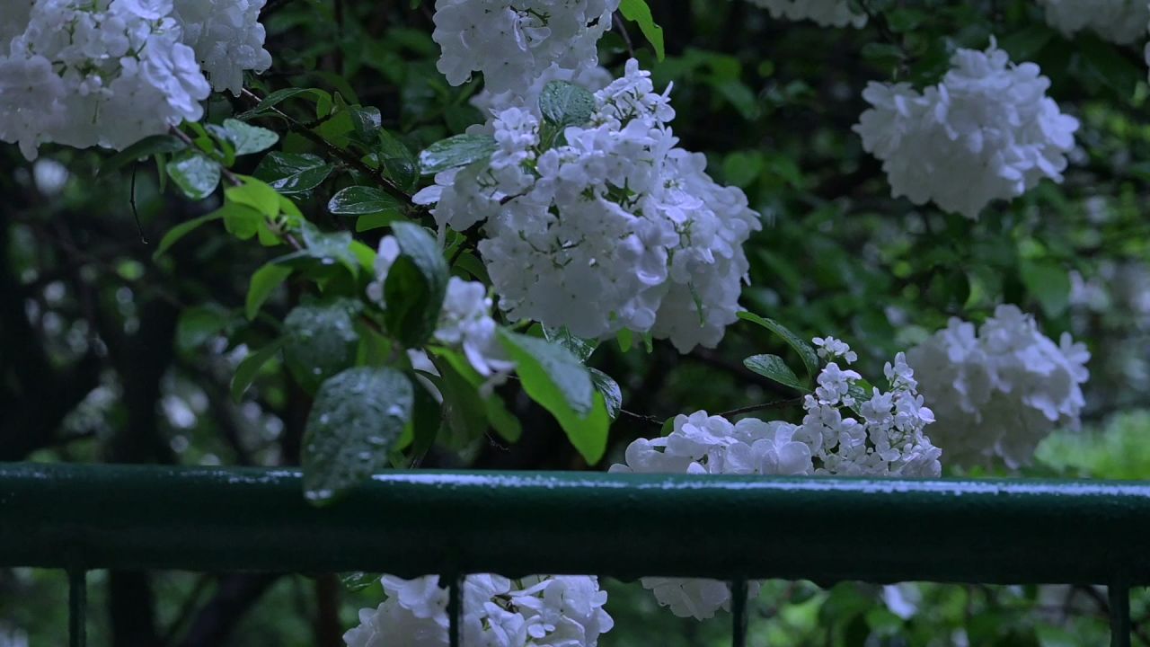 绣球花