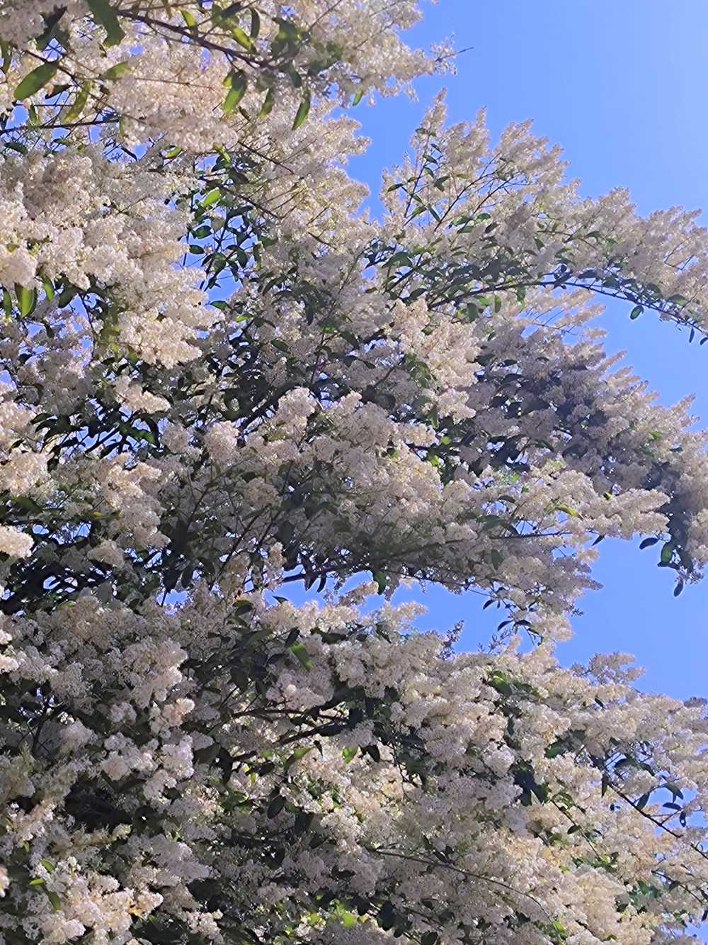 春花