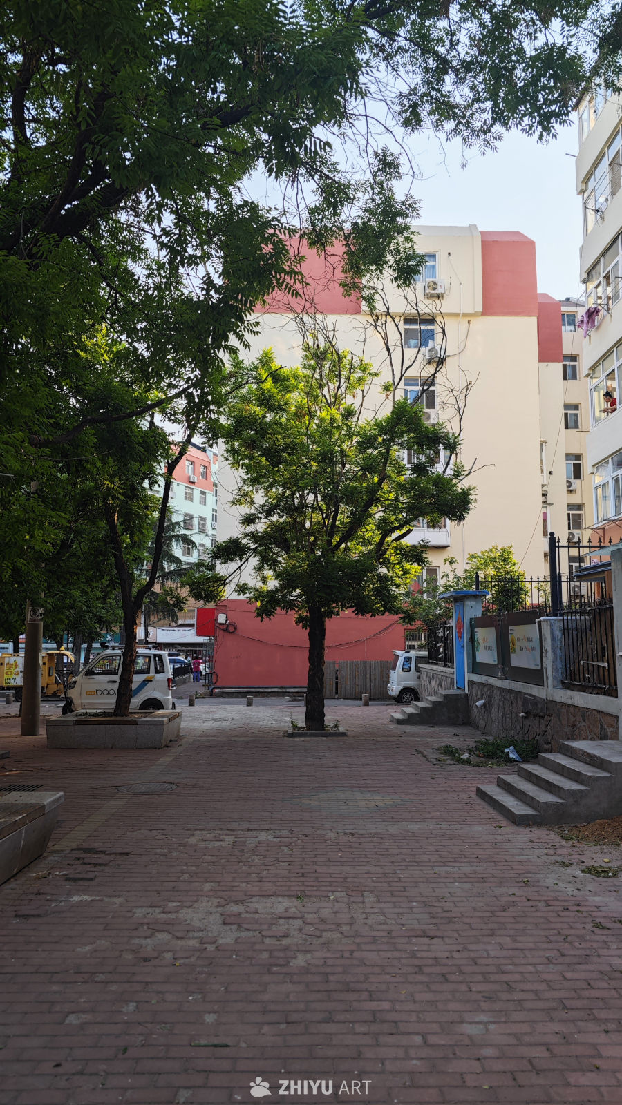 旧小区的树