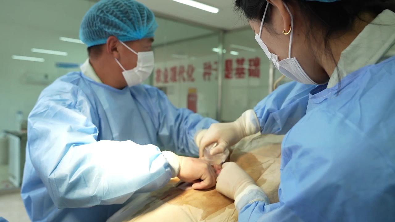 兽医胚胎手术操作及实验室检查