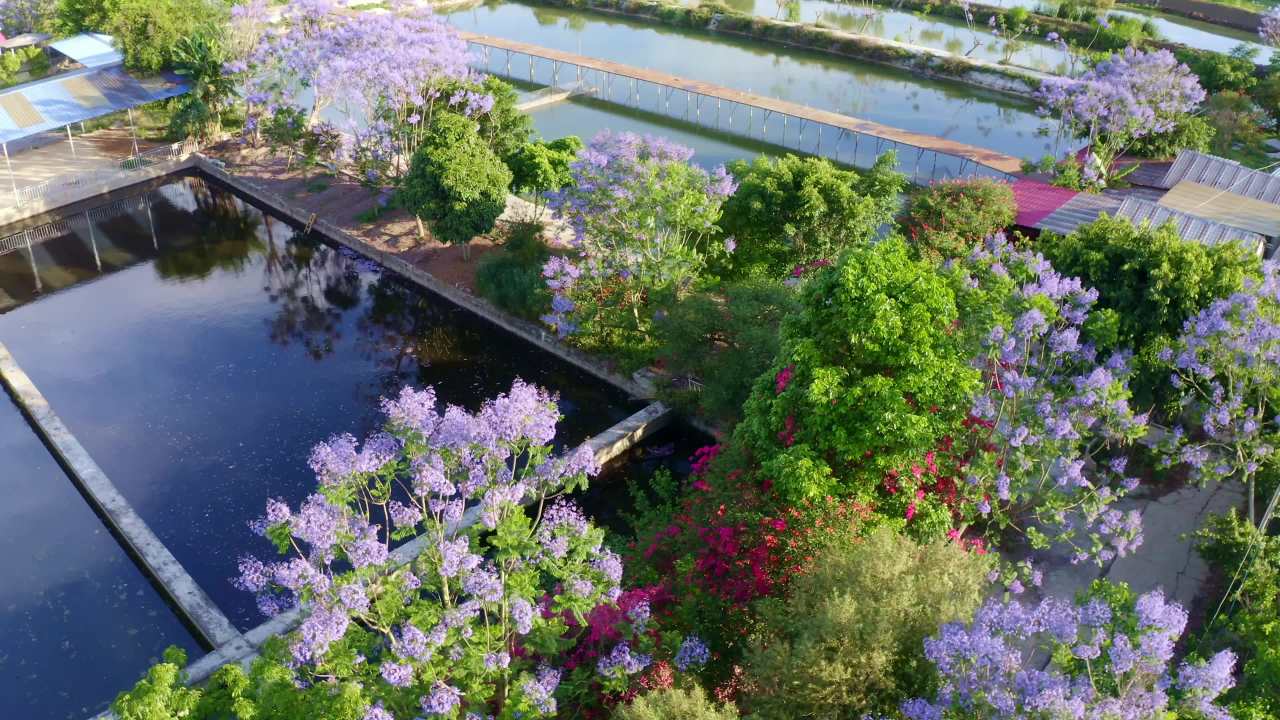 湖畔花园的宁静时光