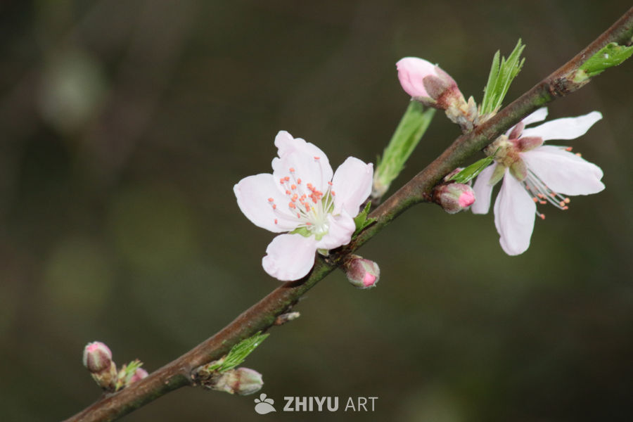 春日桃花绽放