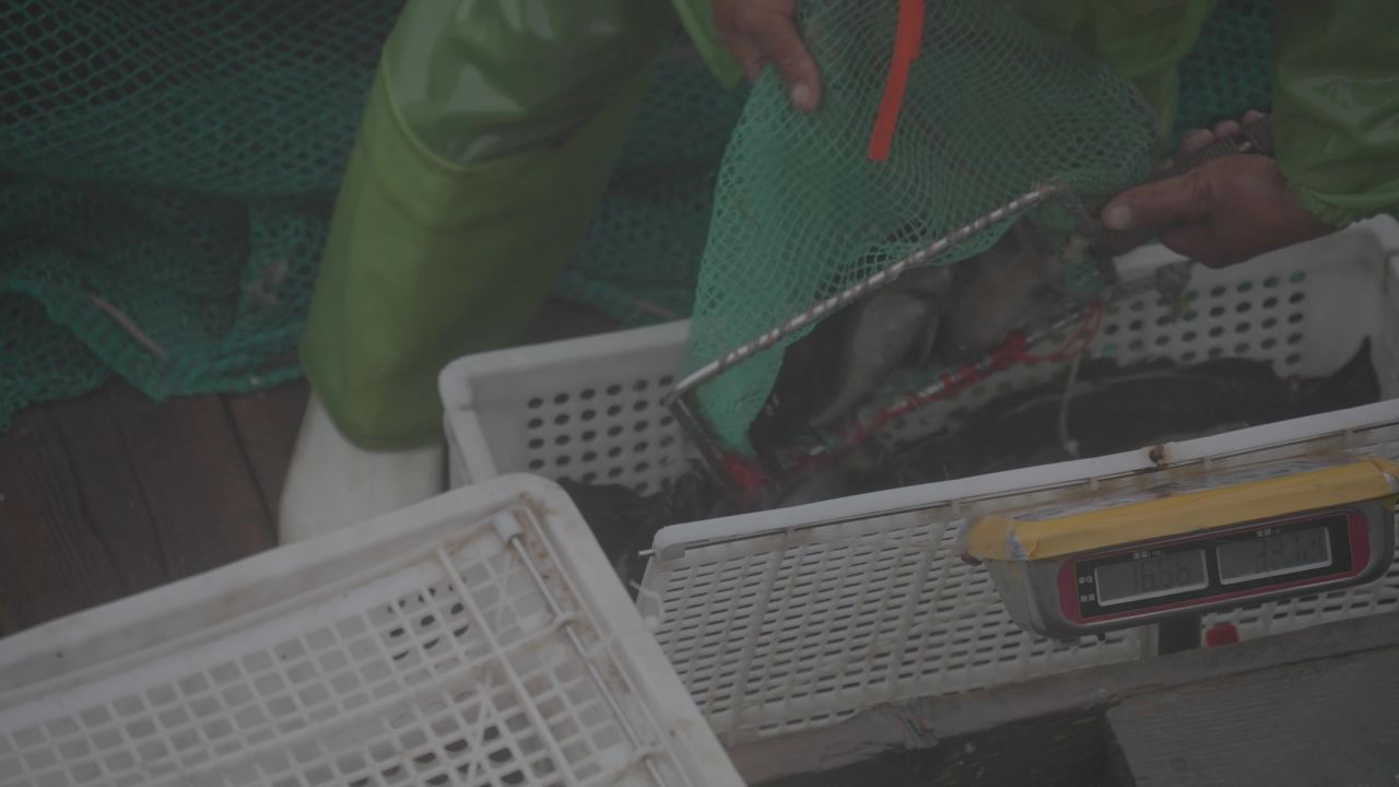 渔民海上捡拣鱼类工作场景