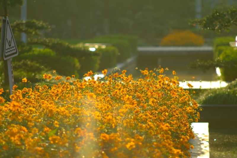 花