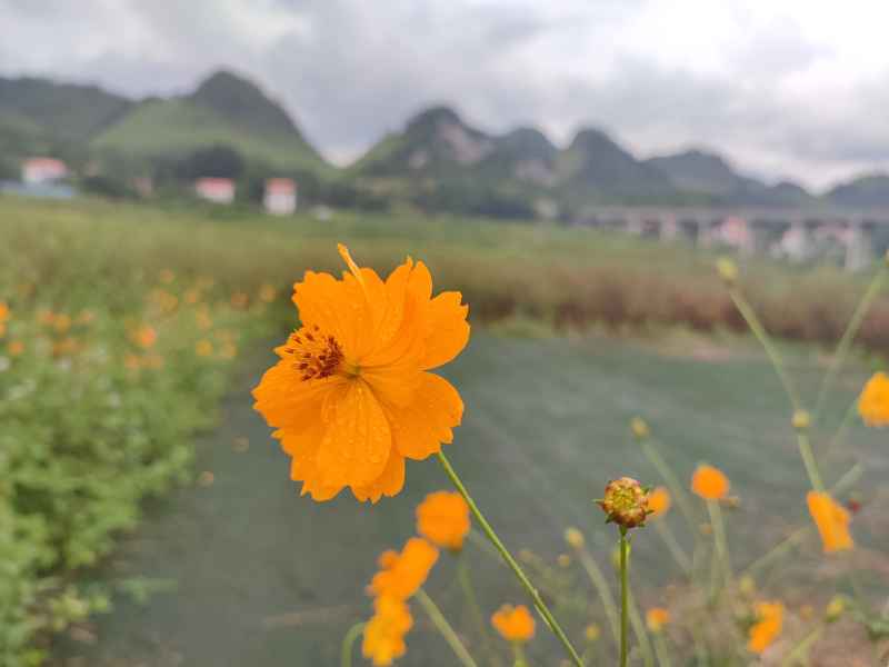 波斯菊