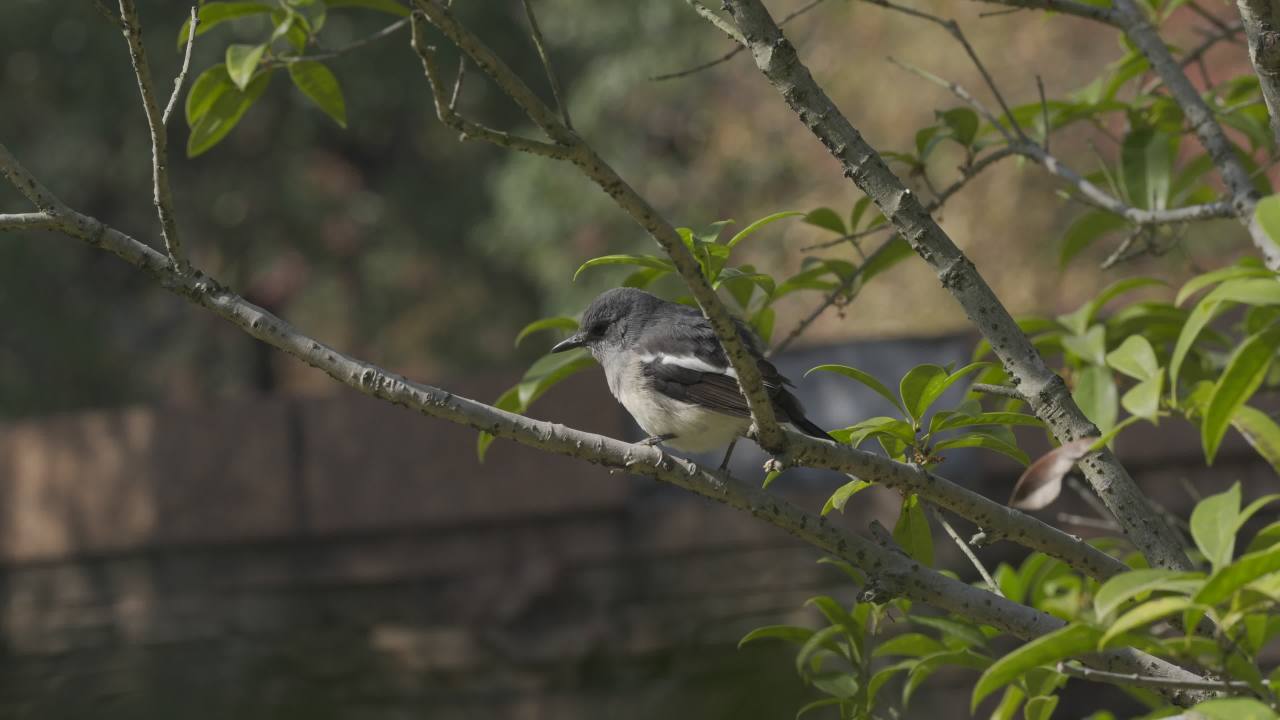 杨府山公园观鸟 44