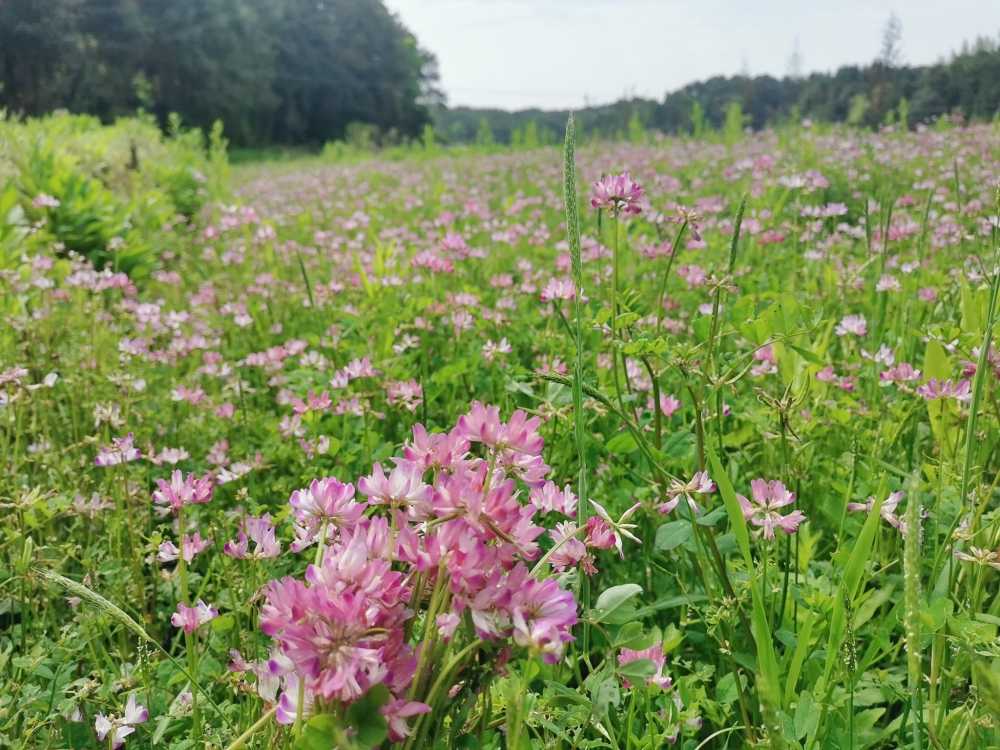 田间花花