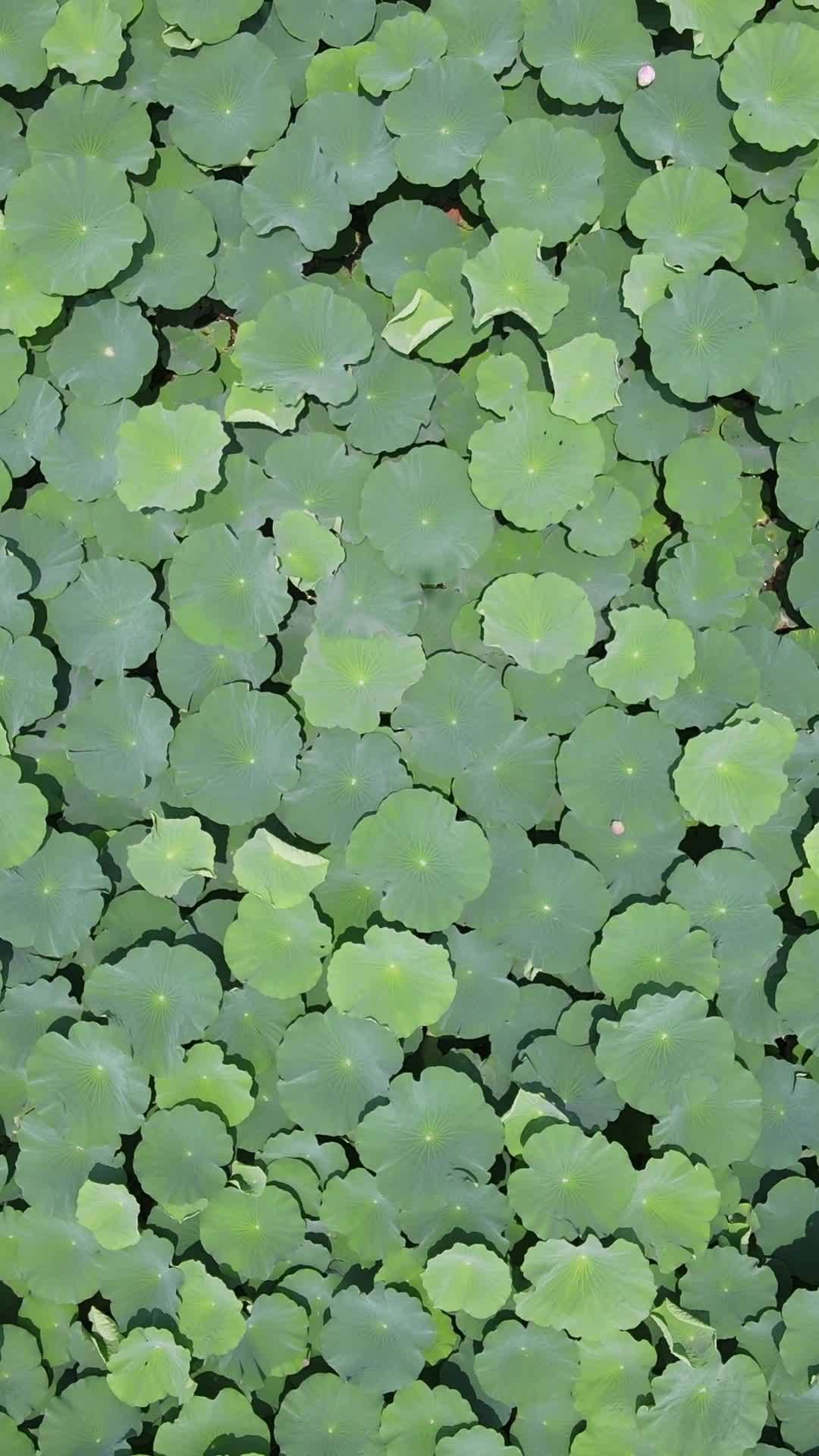 荷叶的绿意