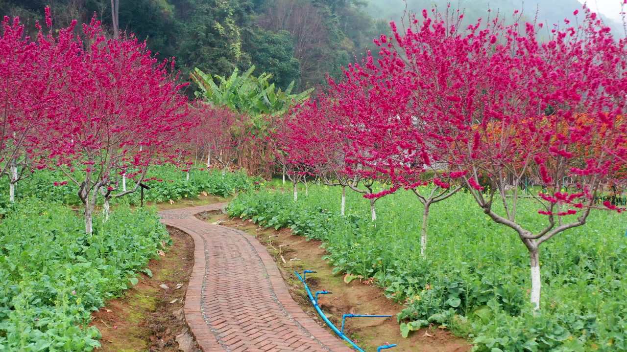 桃花小路田园景观 