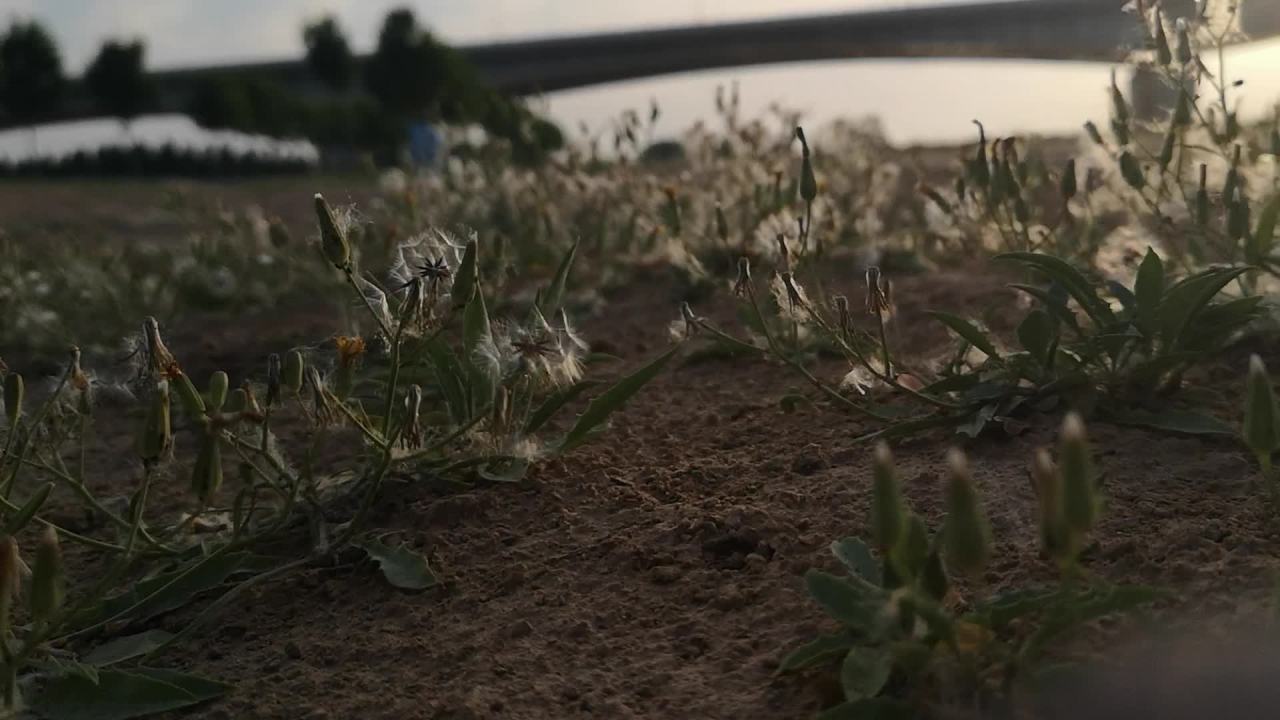 沙地上的野花与夕阳