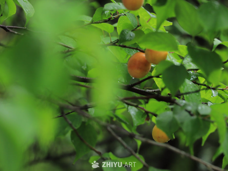 雨后杏树上的果实
