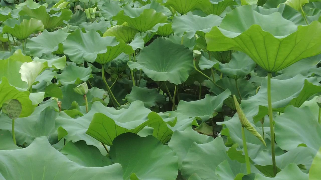 夏季绿色植物树枝树叶荷花荷叶实拍 