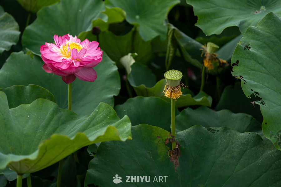 荷花 68