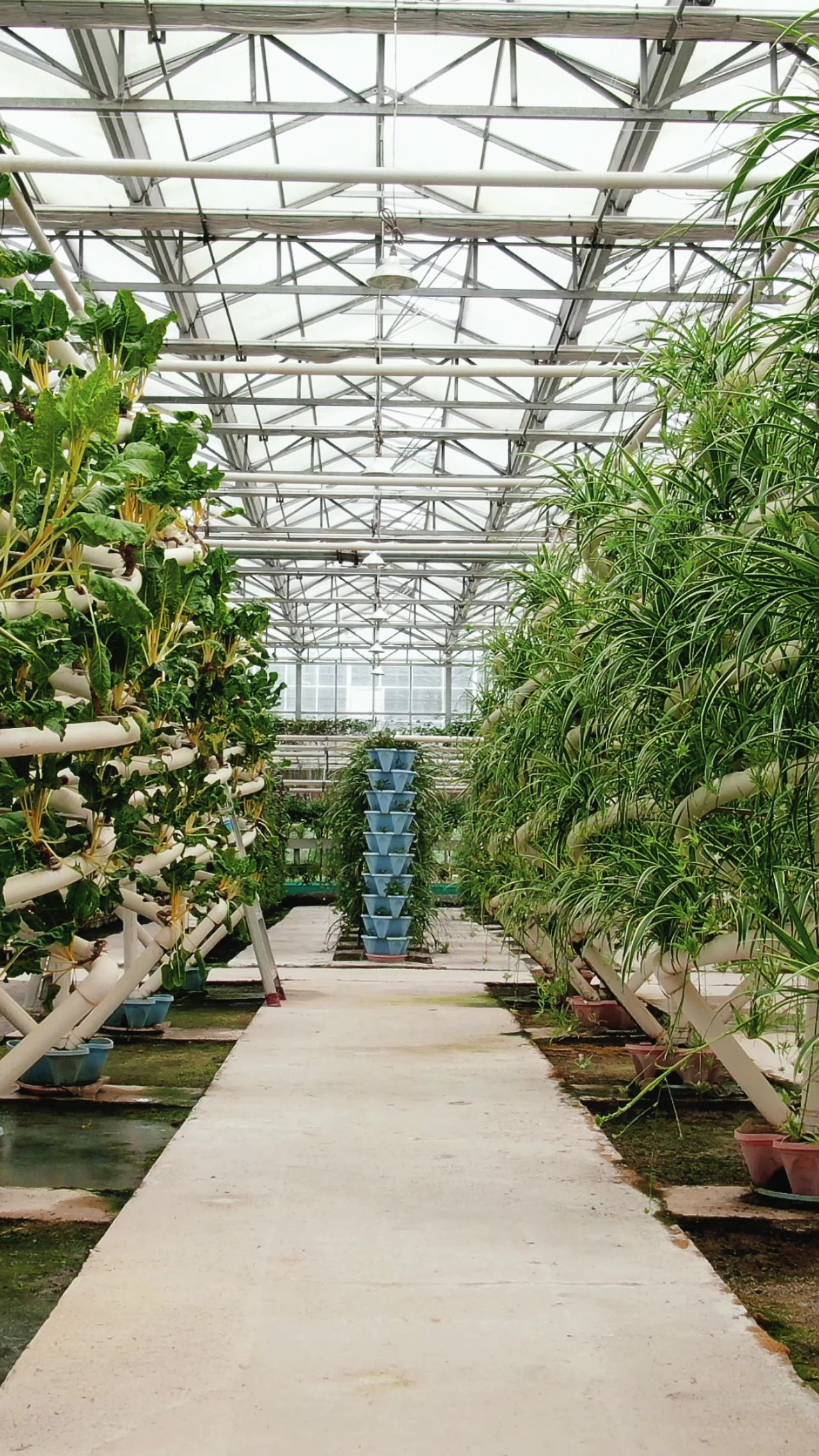 大棚农业种植蔬菜基地