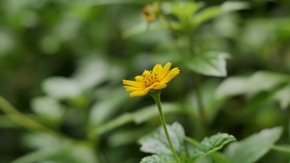 蟛蜞菊黄色菊花