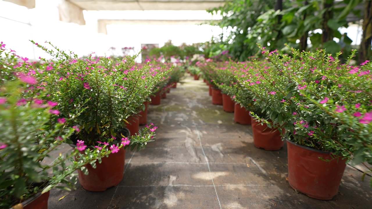 盆栽绿植花卉大棚