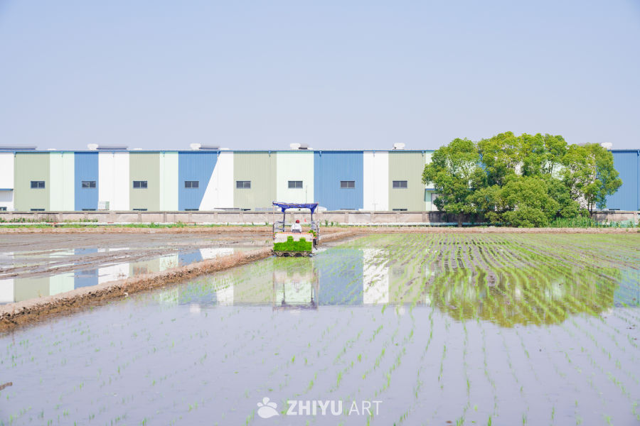 夏种农忙时节 24