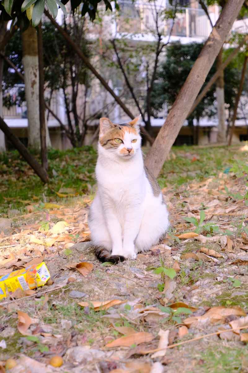 校霸喵