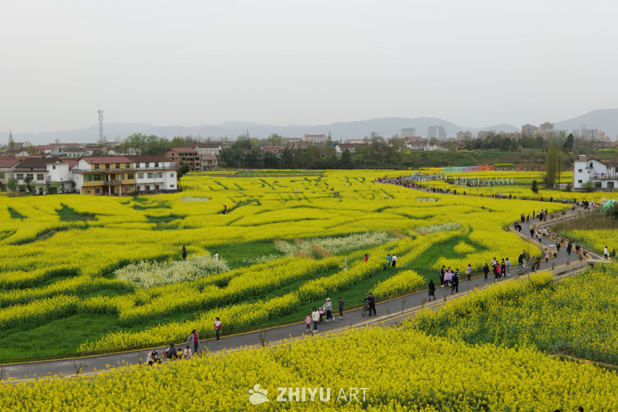 油菜花海 3