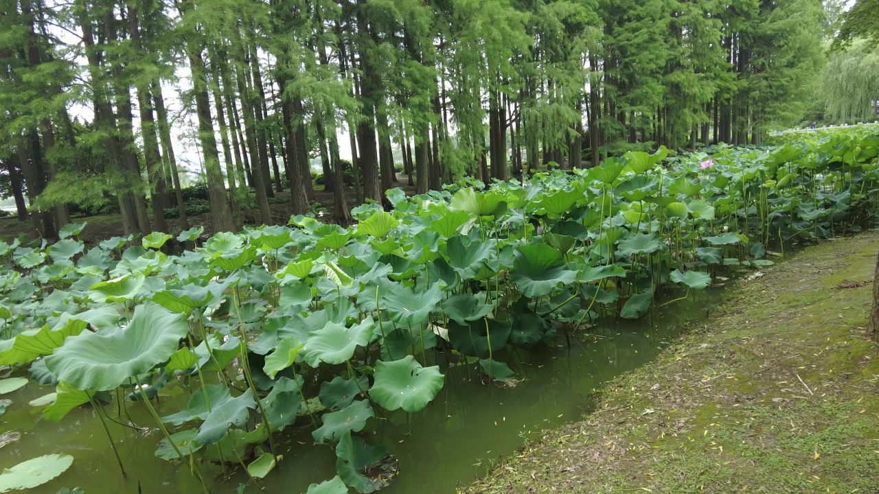 夏季绿色植物树枝树叶荷花荷叶实拍 
