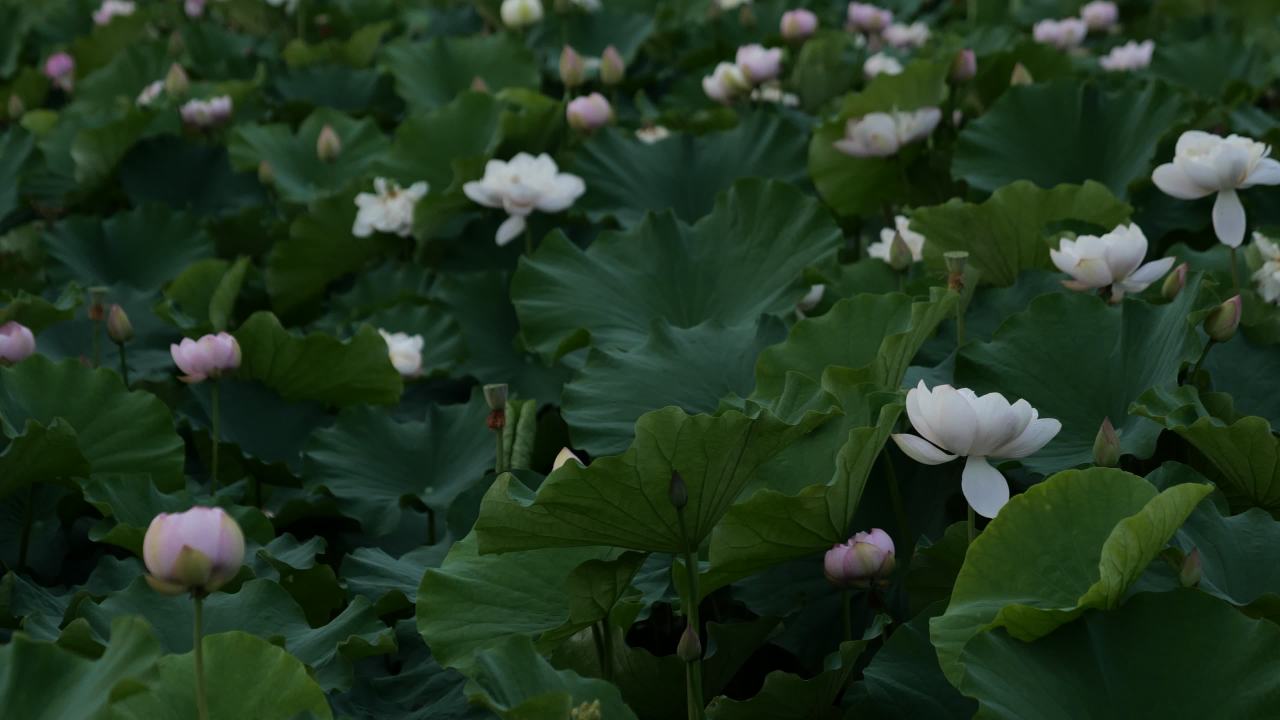 荷花 47