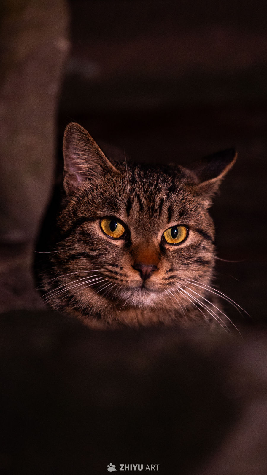 暗光中的虎斑猫凝视
