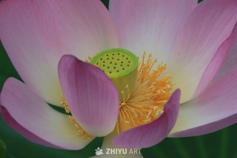荷花 15